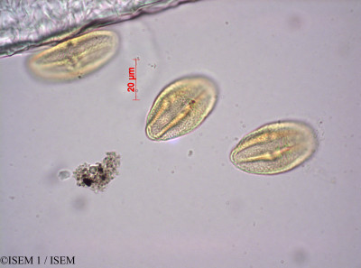 ISEM 1/Phyllanthus_sublanatus_39156/Phyllanthus_sublanatus_39156_0001(copy)_thumb.jpg